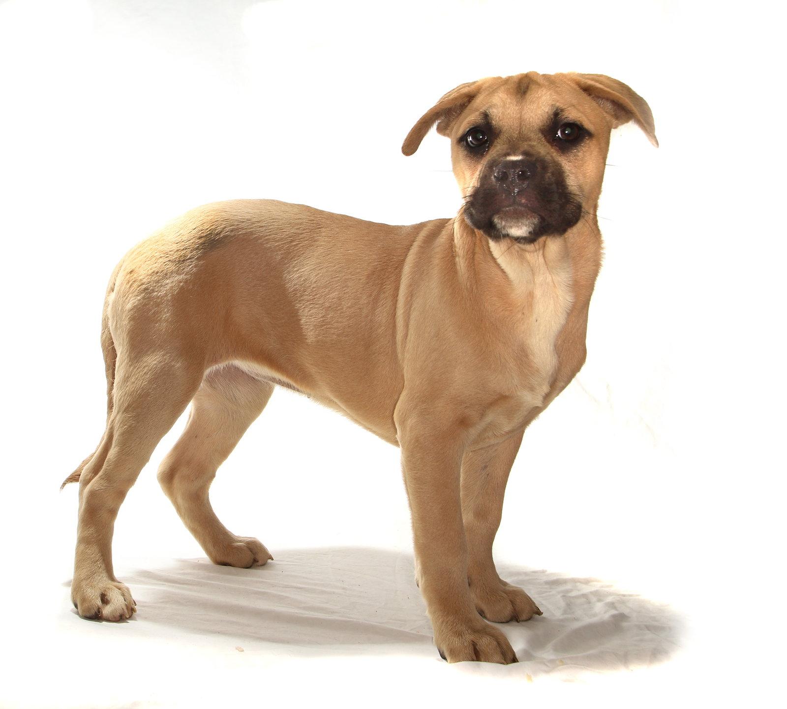 Arrietty, Adoptable, Puppy Female Husky & French Bulldog.