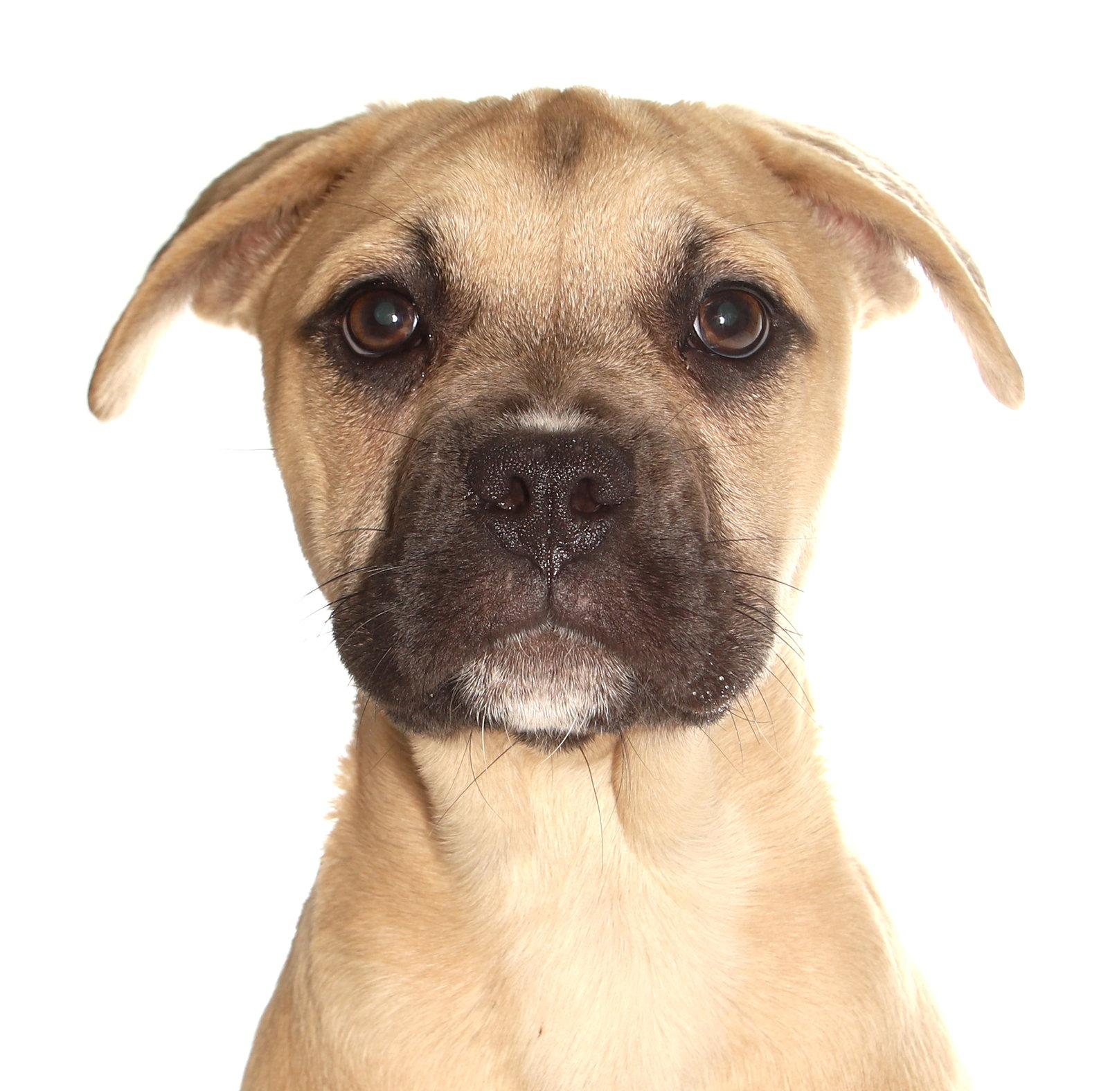 Arrietty, a Adoptable mixed breed in Oakland Park, FL image 2/3
