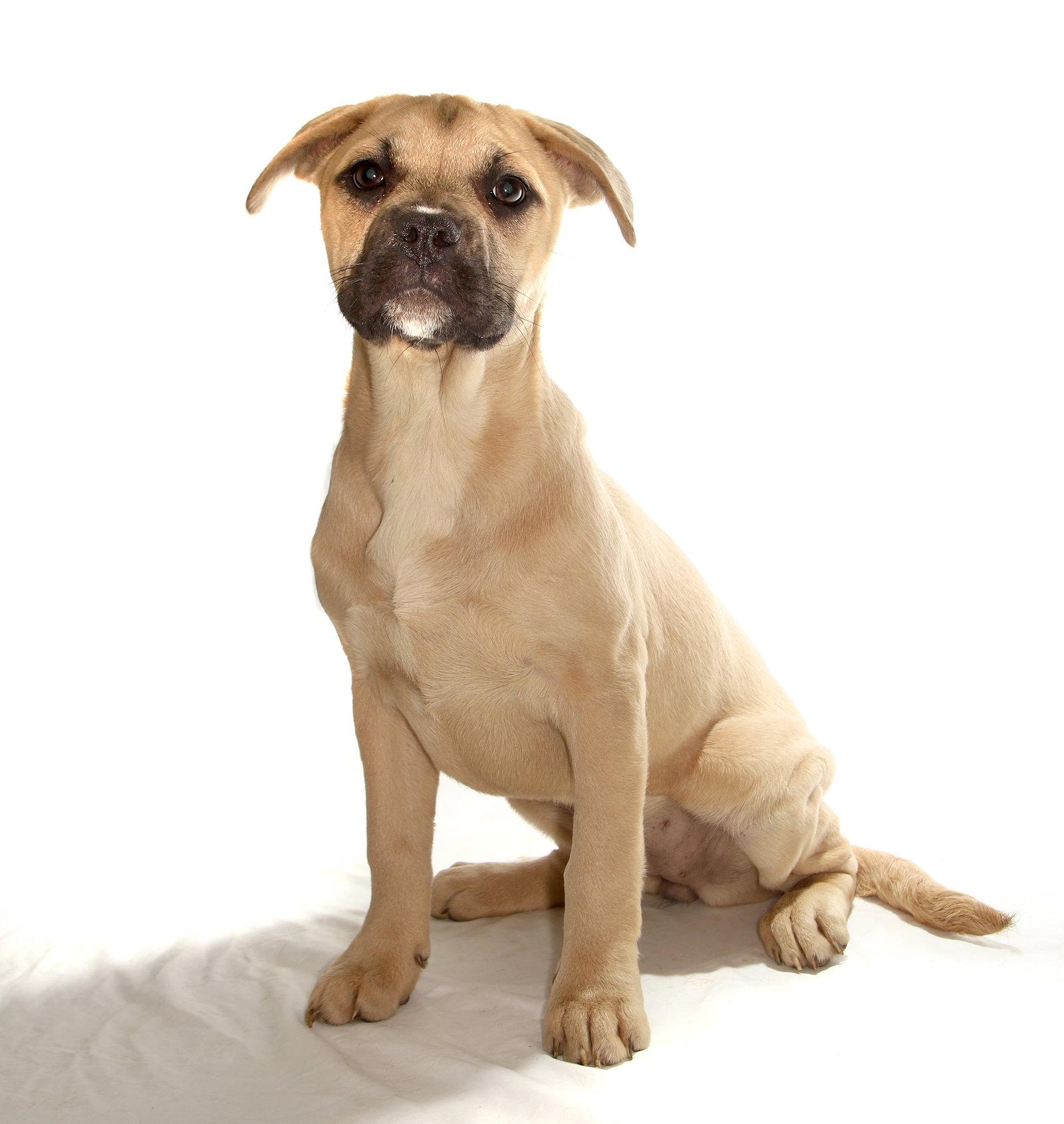 Arrietty, a Adoptable mixed breed in Oakland Park, FL image 3/3