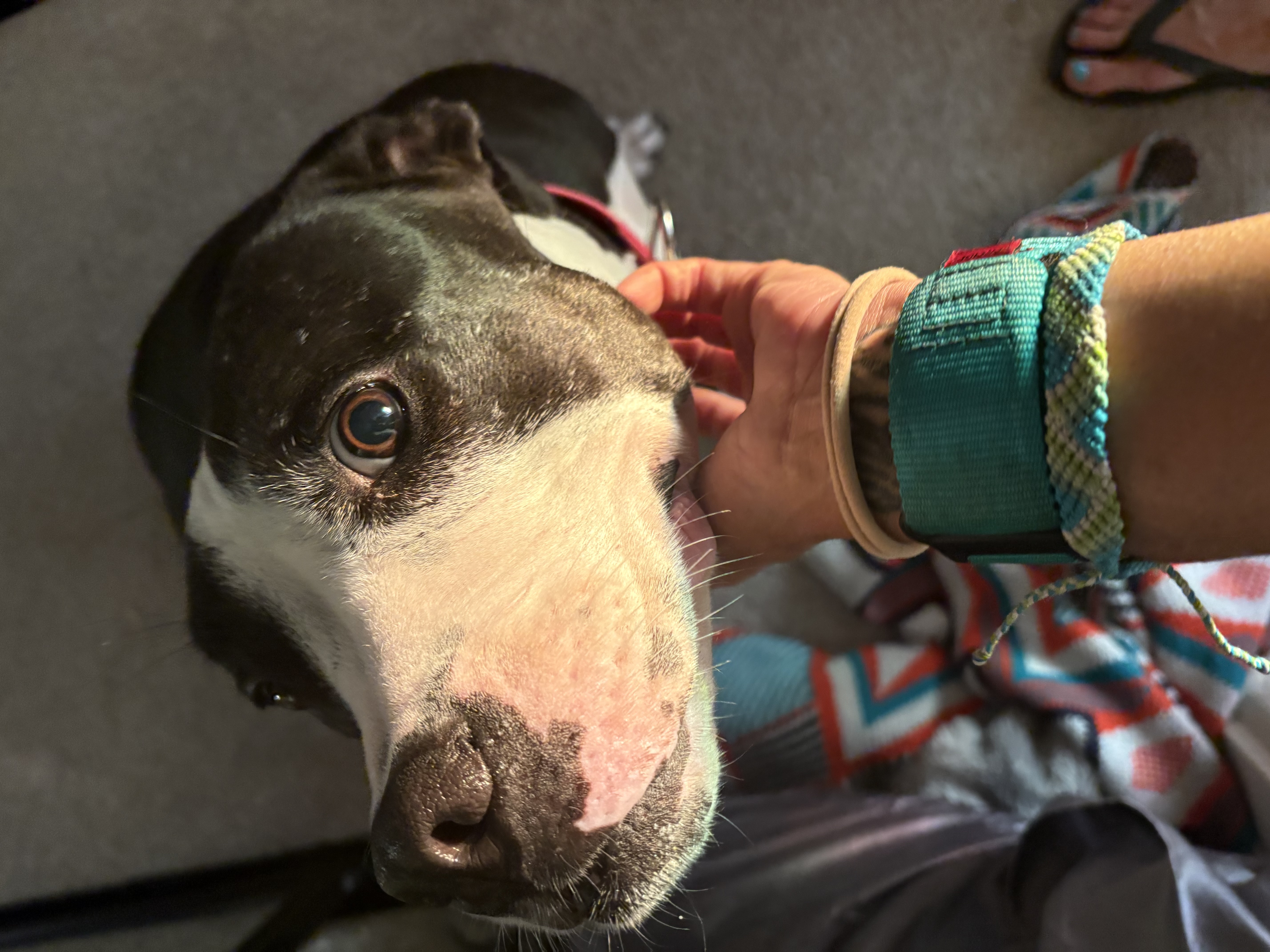Enlarge Cookie, a Adoptable Pit Bull Terrier in Claremont, CA image 1/6