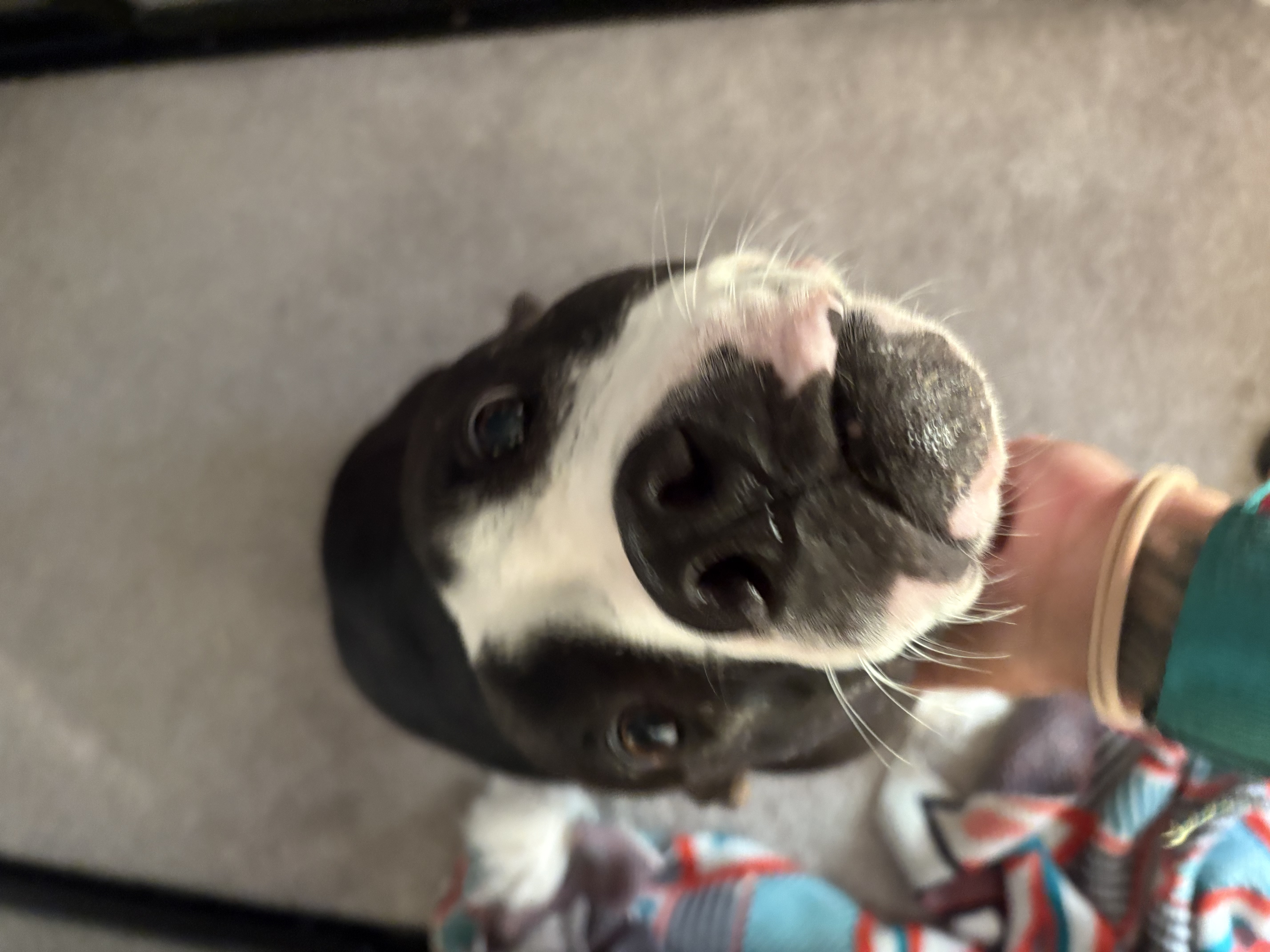 Enlarge Cookie, a Adoptable Pit Bull Terrier in Claremont, CA image 2/6