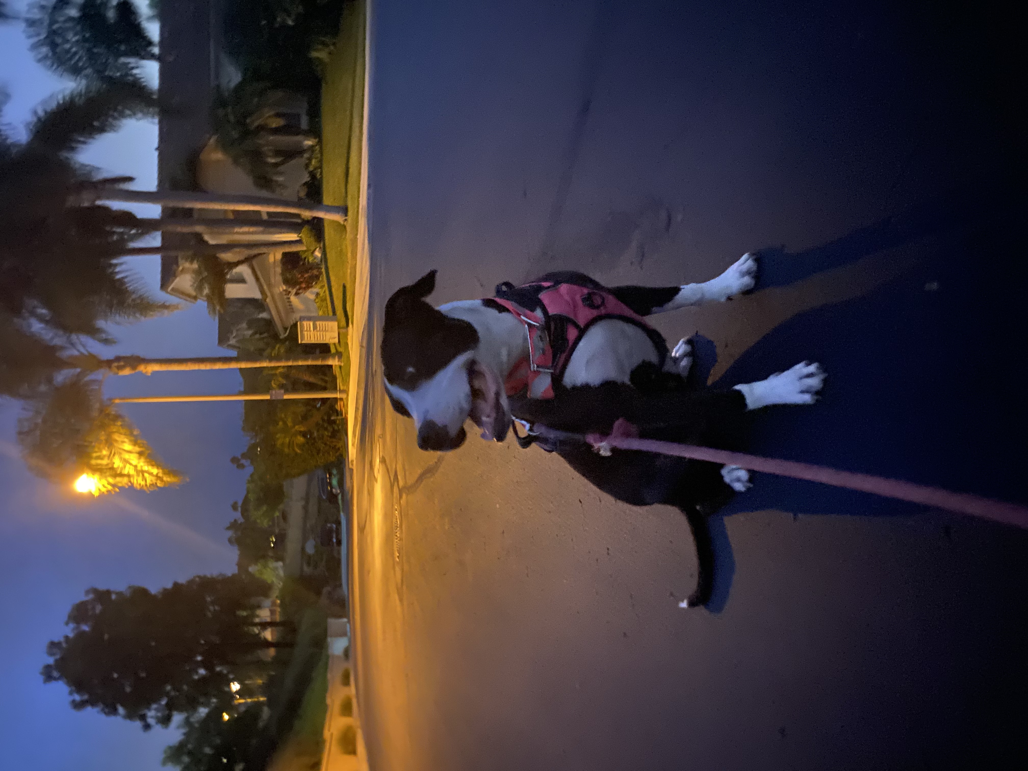 Enlarge Cookie, a Adoptable Pit Bull Terrier in Claremont, CA image 3/6