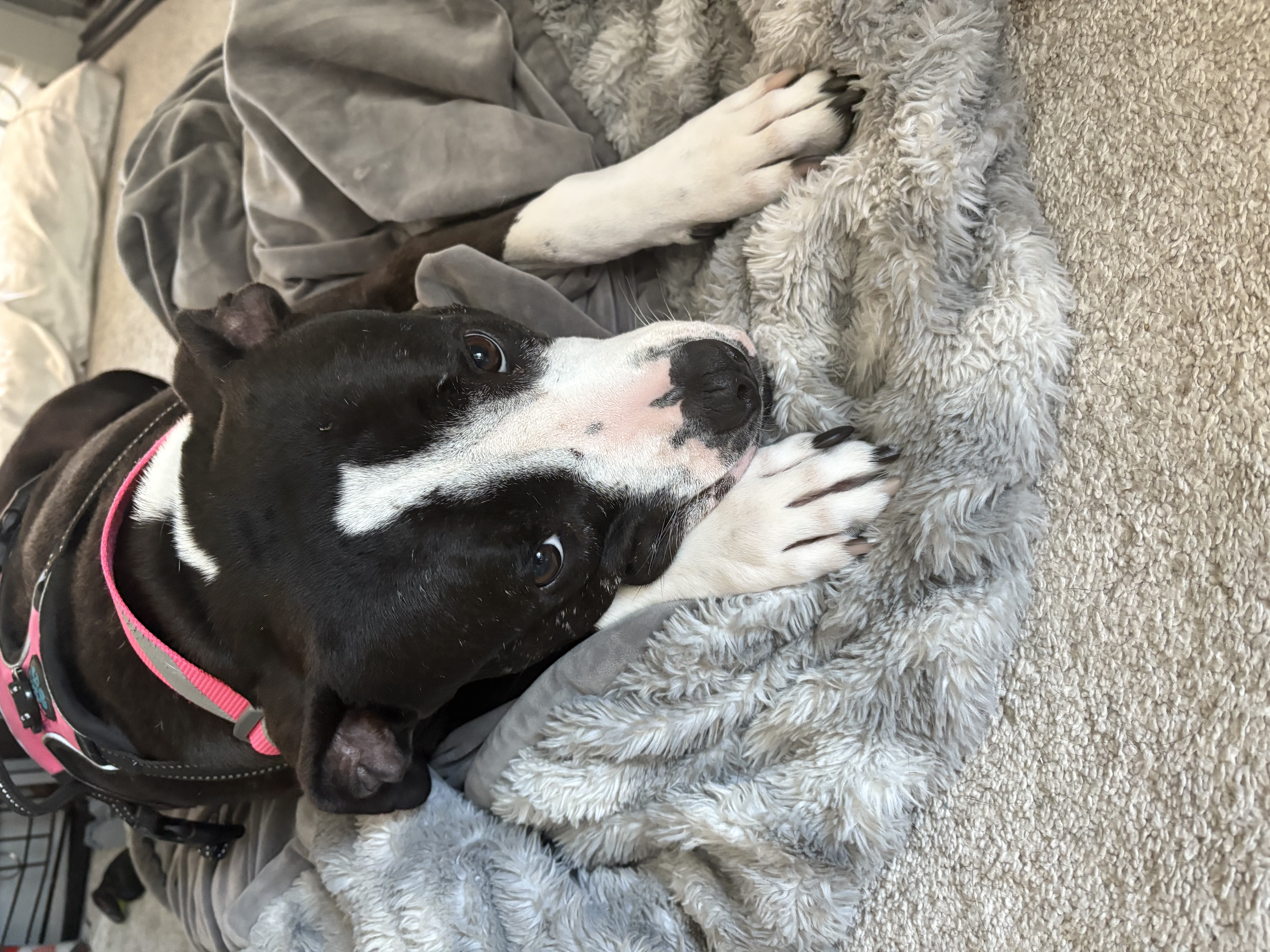 Enlarge Cookie, a Adoptable Pit Bull Terrier in Claremont, CA image 4/6