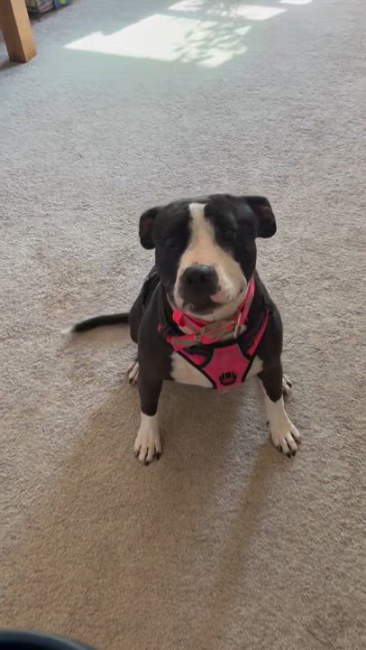 Enlarge Cookie, a Adoptable Pit Bull Terrier in Claremont, CA video 5/6