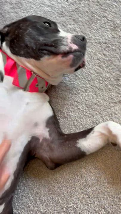 Enlarge Cookie, a Adoptable Pit Bull Terrier in Claremont, CA video 6/6