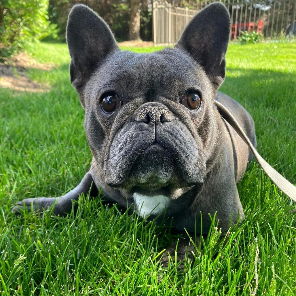 Enlarge Lydia, a Adoptable French Bulldog in St. Charles, IL image 1/6