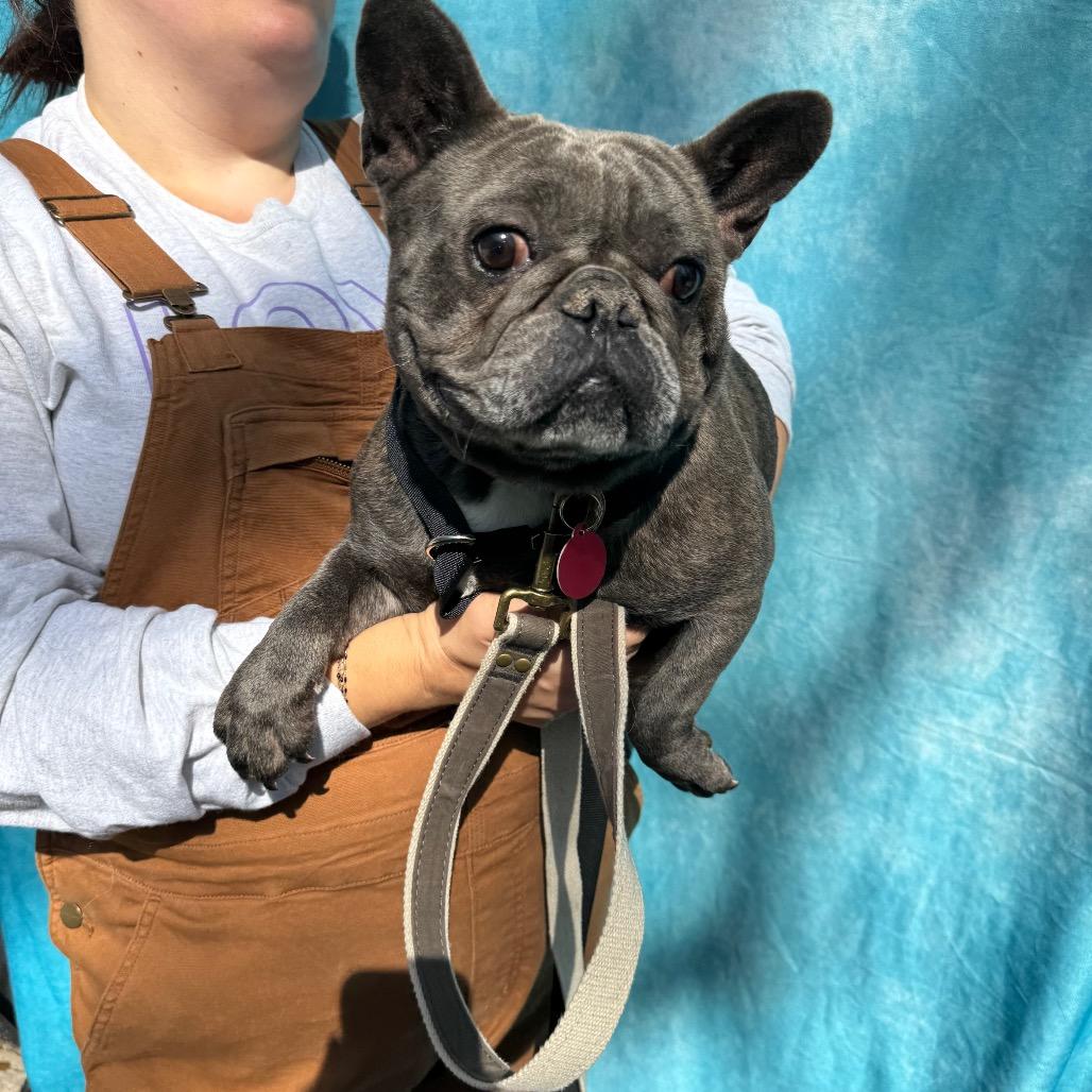 Enlarge Lydia, a Adoptable French Bulldog in St. Charles, IL image 2/6