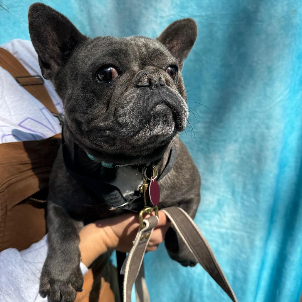 Enlarge Lydia, a Adoptable French Bulldog in St. Charles, IL image 3/6