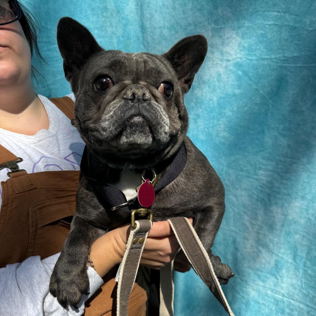 Enlarge Lydia, a Adoptable French Bulldog in St. Charles, IL image 4/6