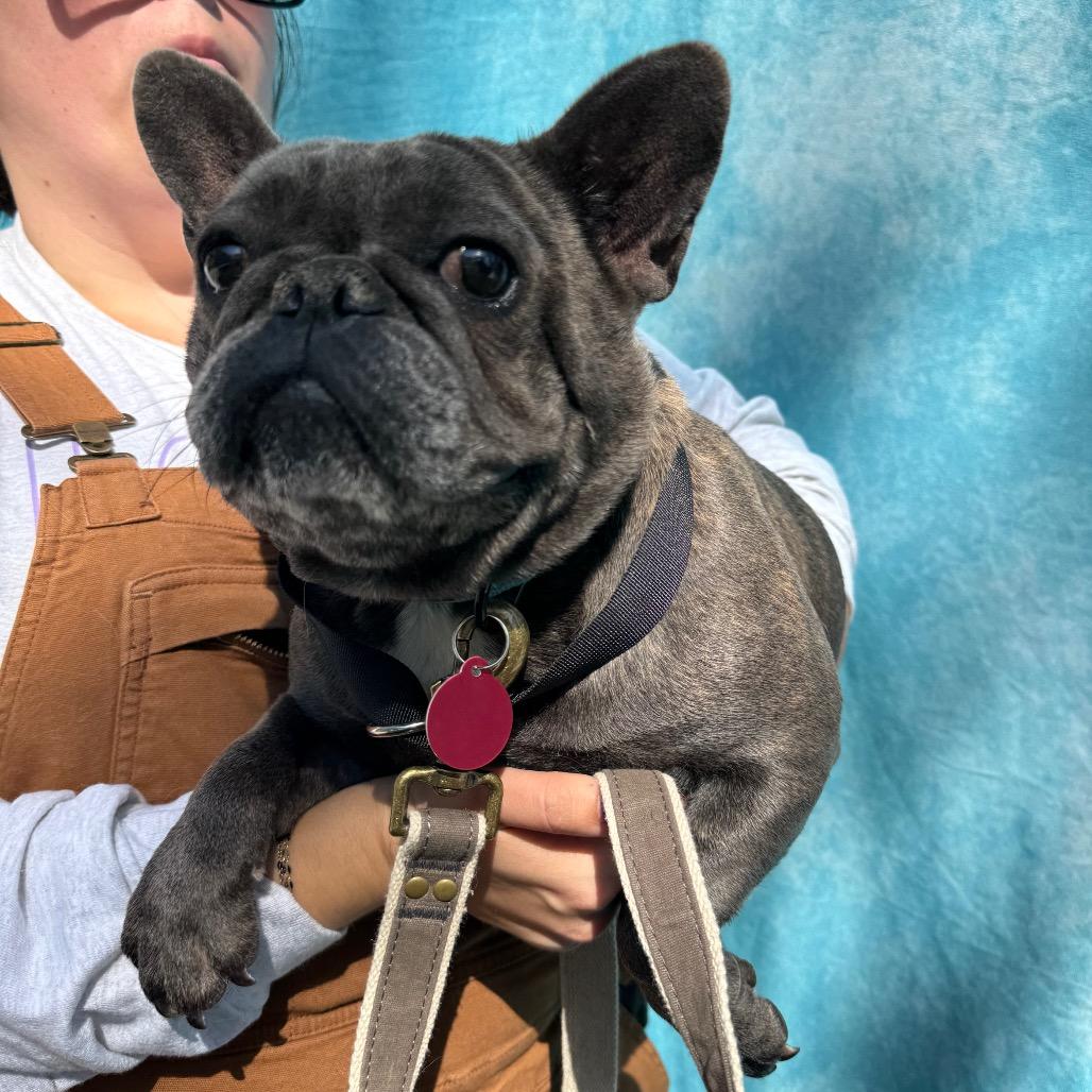 Enlarge Lydia, a Adoptable French Bulldog in St. Charles, IL image 5/6