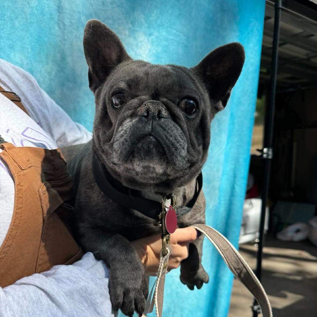 Enlarge Lydia, a Adoptable French Bulldog in St. Charles, IL image 6/6
