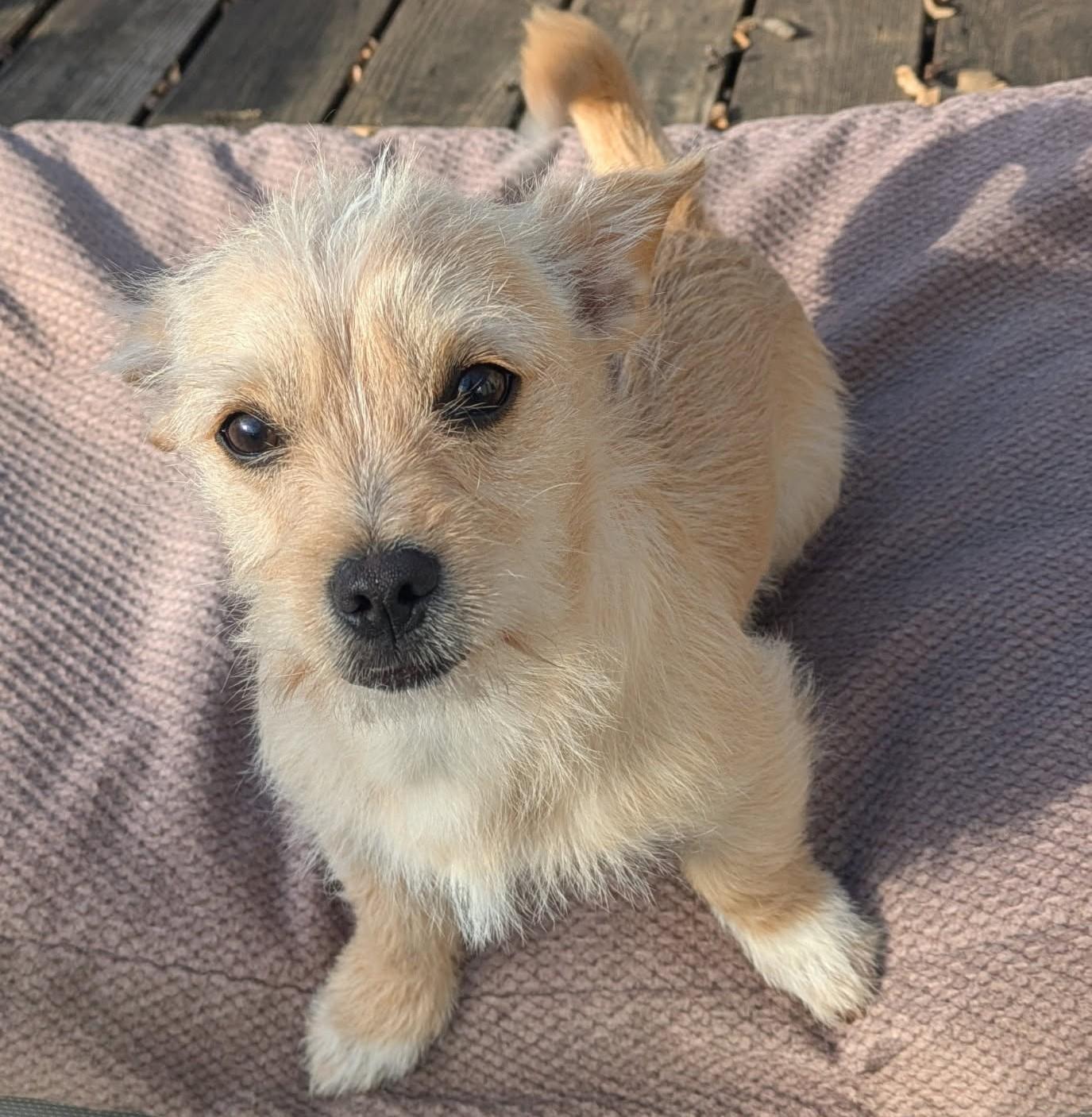 Enlarge Sherman, a ADOPTABLE Terrier in Lewisville, TX image 2/4