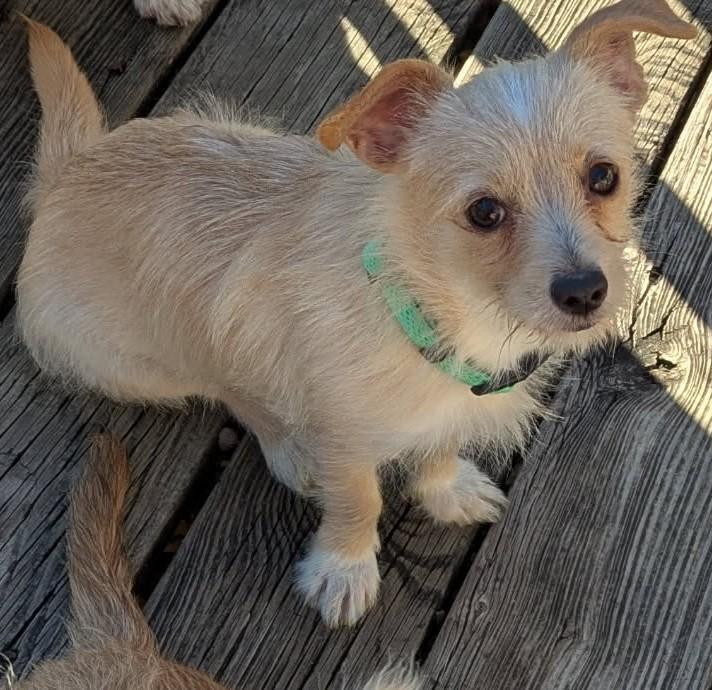 Sherman, ADOPTABLE, Puppy Male Terrier.