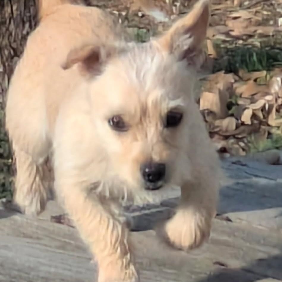 Enlarge Sherman, a ADOPTABLE Terrier in Lewisville, TX image 3/4