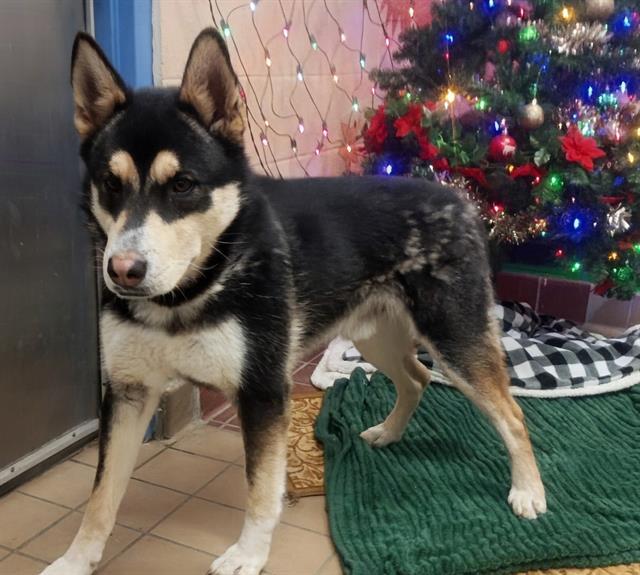 WALKER, Adoptable, Young Male Siberian Husky & German Shepherd Dog.