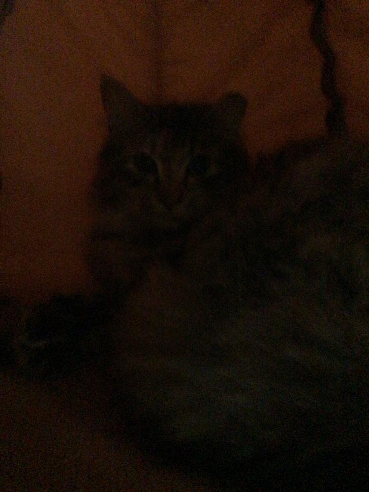 Enlarge Sassafras, a Adoptable Domestic Medium Hair in Logansport , IN image 1/1