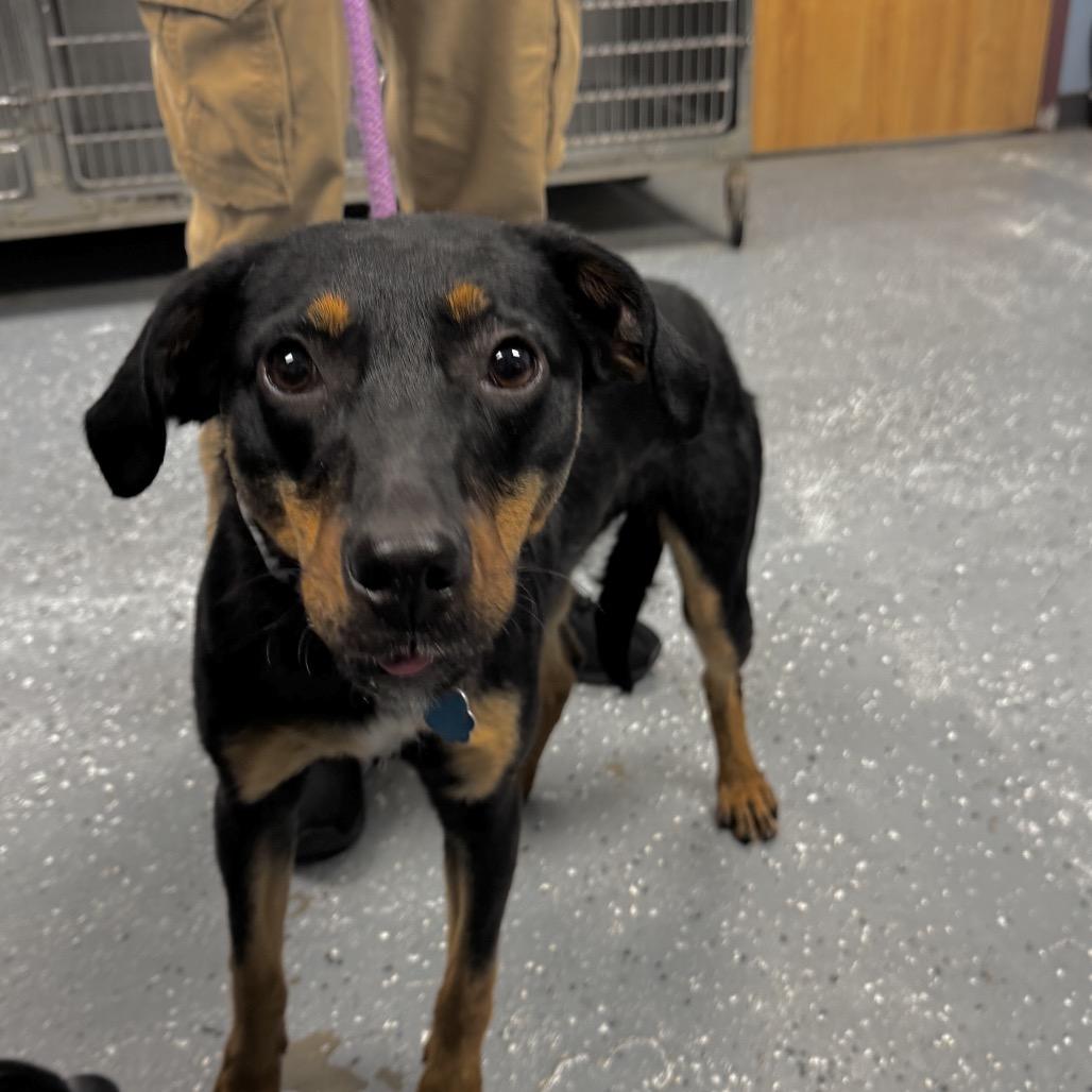 Sonic, Adoptable, Young Male Mixed Breed & Mixed Breed.