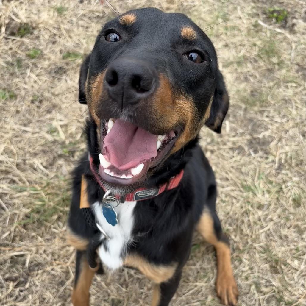 Enlarge Sonic, a Adoptable mixed breed in St Joseph, MO image 3/3