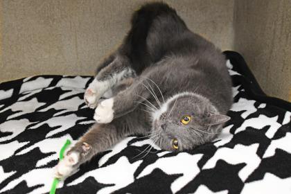 Enlarge Wonder Kitty, a Adoptable mixed breed in Scotia, NY image 1/3
