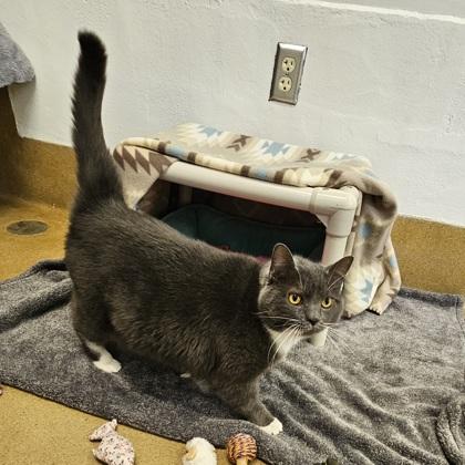 Wonder Kitty, a Adoptable mixed breed in Scotia, NY image 2/3