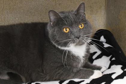 Enlarge Wonder Kitty, a Adoptable mixed breed in Scotia, NY image 2/3