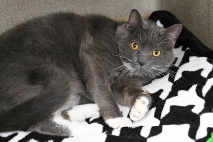 Enlarge Wonder Kitty, a Adoptable mixed breed in Scotia, NY image 3/3