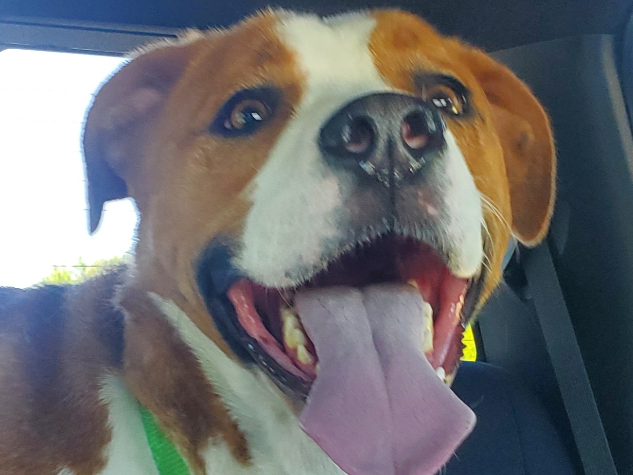 Enzo, Adoptable, Adult Male Boxer & American Staffordshire Terrier.