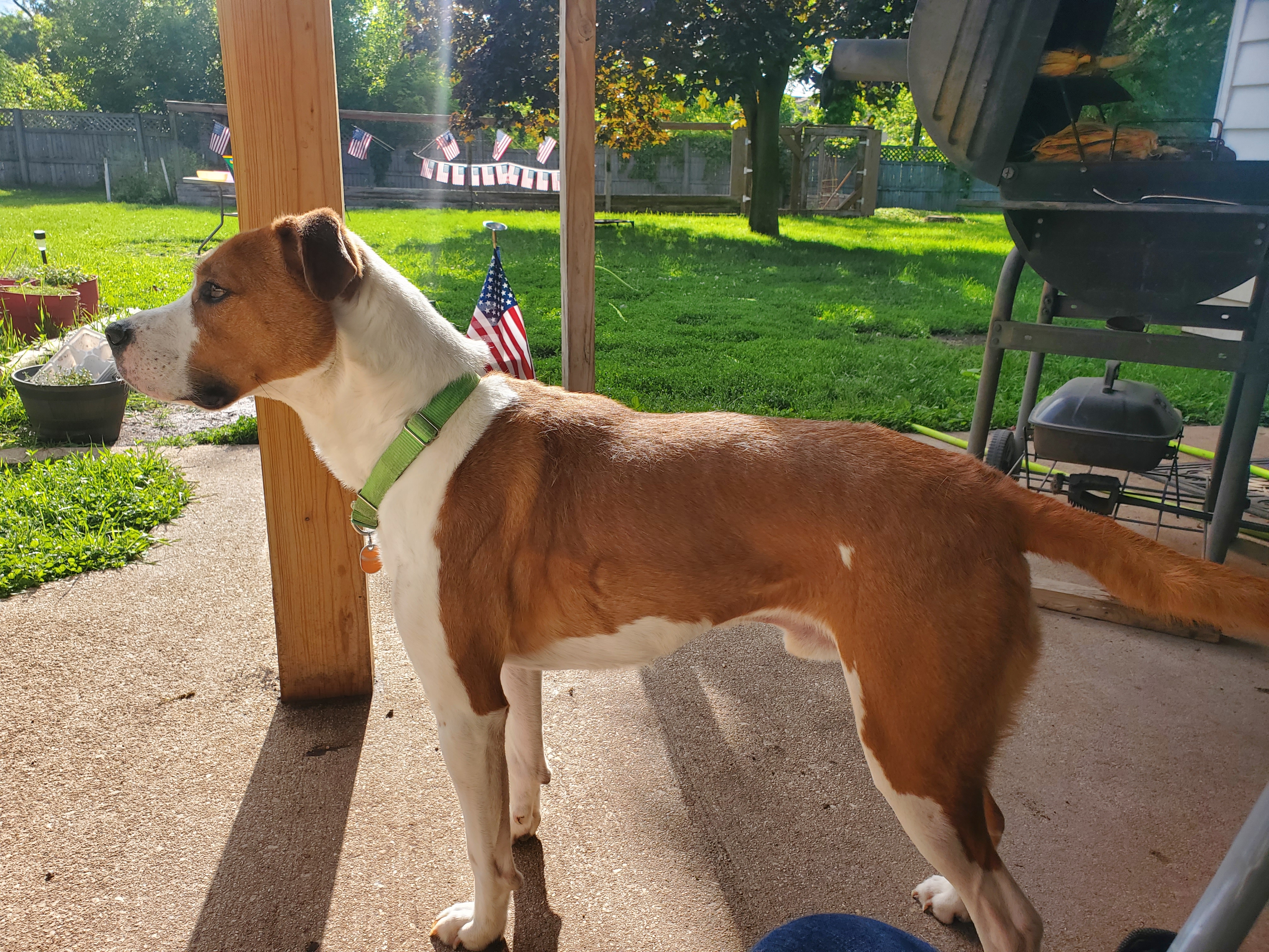 Enlarge Enzo, a Adoptable mixed breed in Sheboygan, WI image 2/5