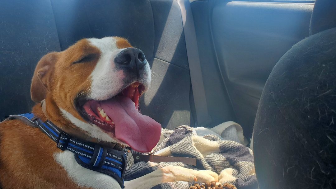 Enlarge Enzo, a Adoptable mixed breed in Sheboygan, WI image 3/5