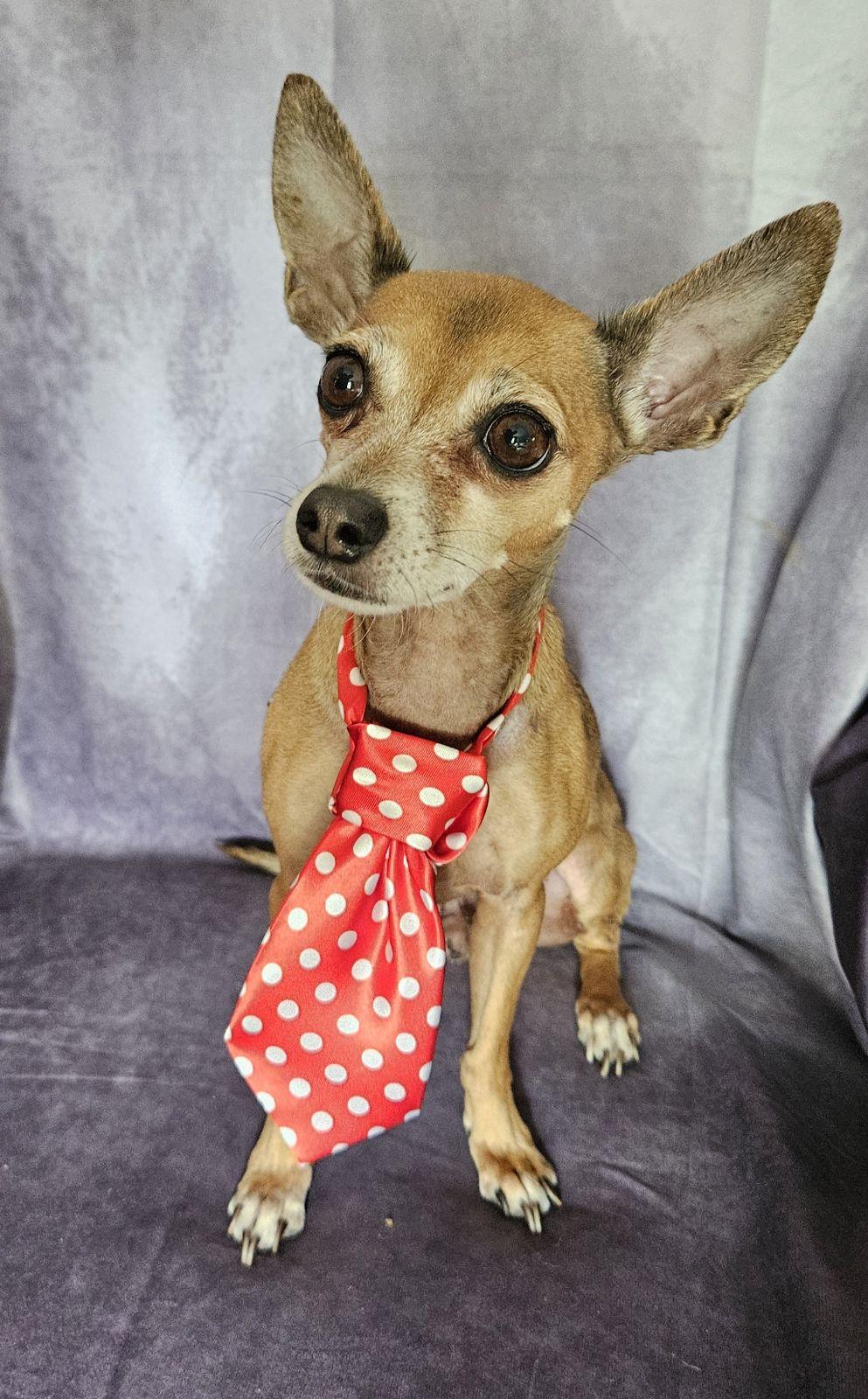 Jimmy Choo, an adopted Chihuahua in Centerville, GA image 3/3
