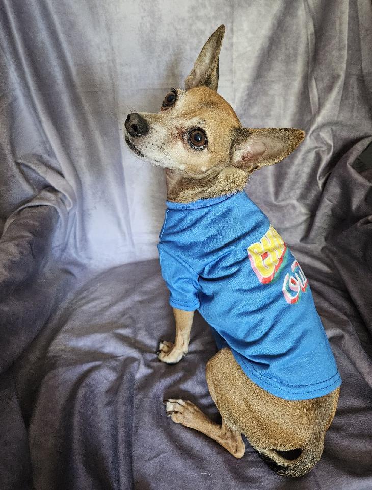 Jimmy Choo, an adopted Chihuahua in Centerville, GA image 2/3