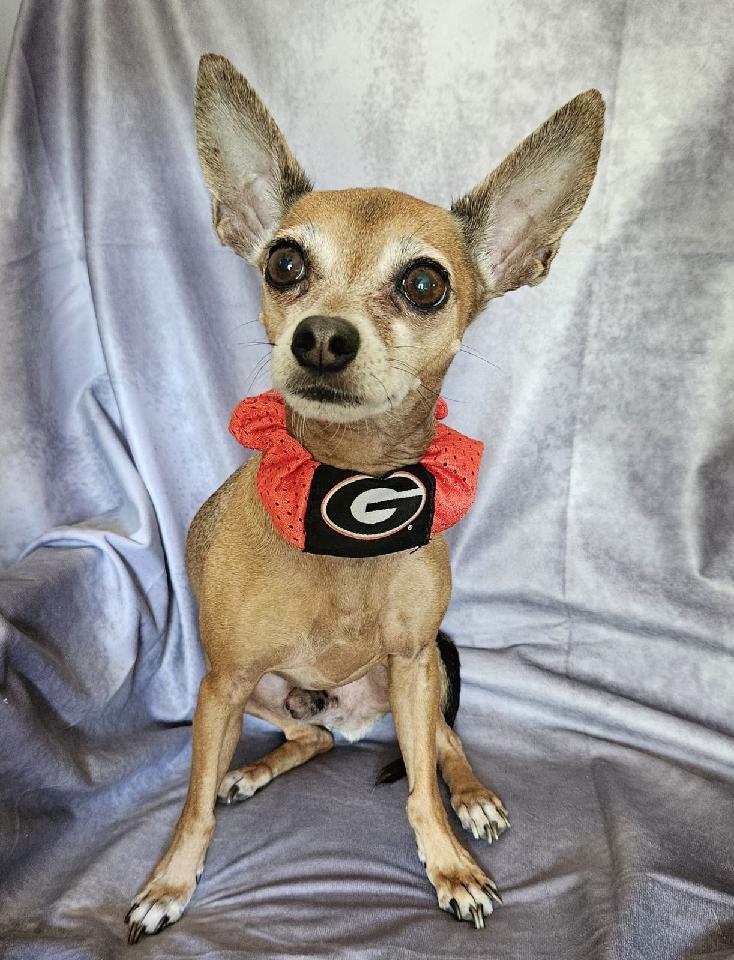Jimmy Choo, adopted, Senior Male Chihuahua.