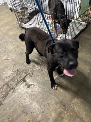 Bruiser, Adoptable, Young Male Mixed Breed.