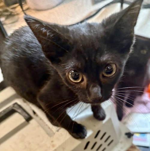Ember, Willow Grove Area, (FCID 06/17/2025-144
