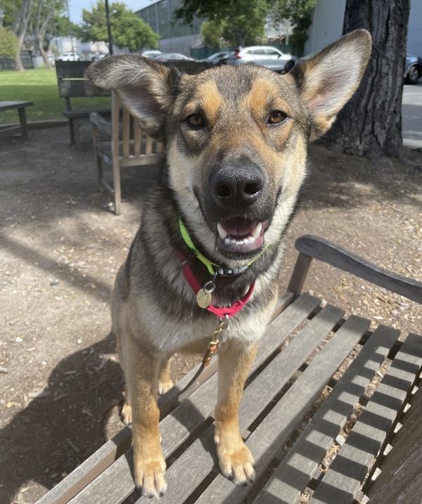 Bogo, Adoptable, Young Male German Shepherd Dog & Norwegian Elkhound.