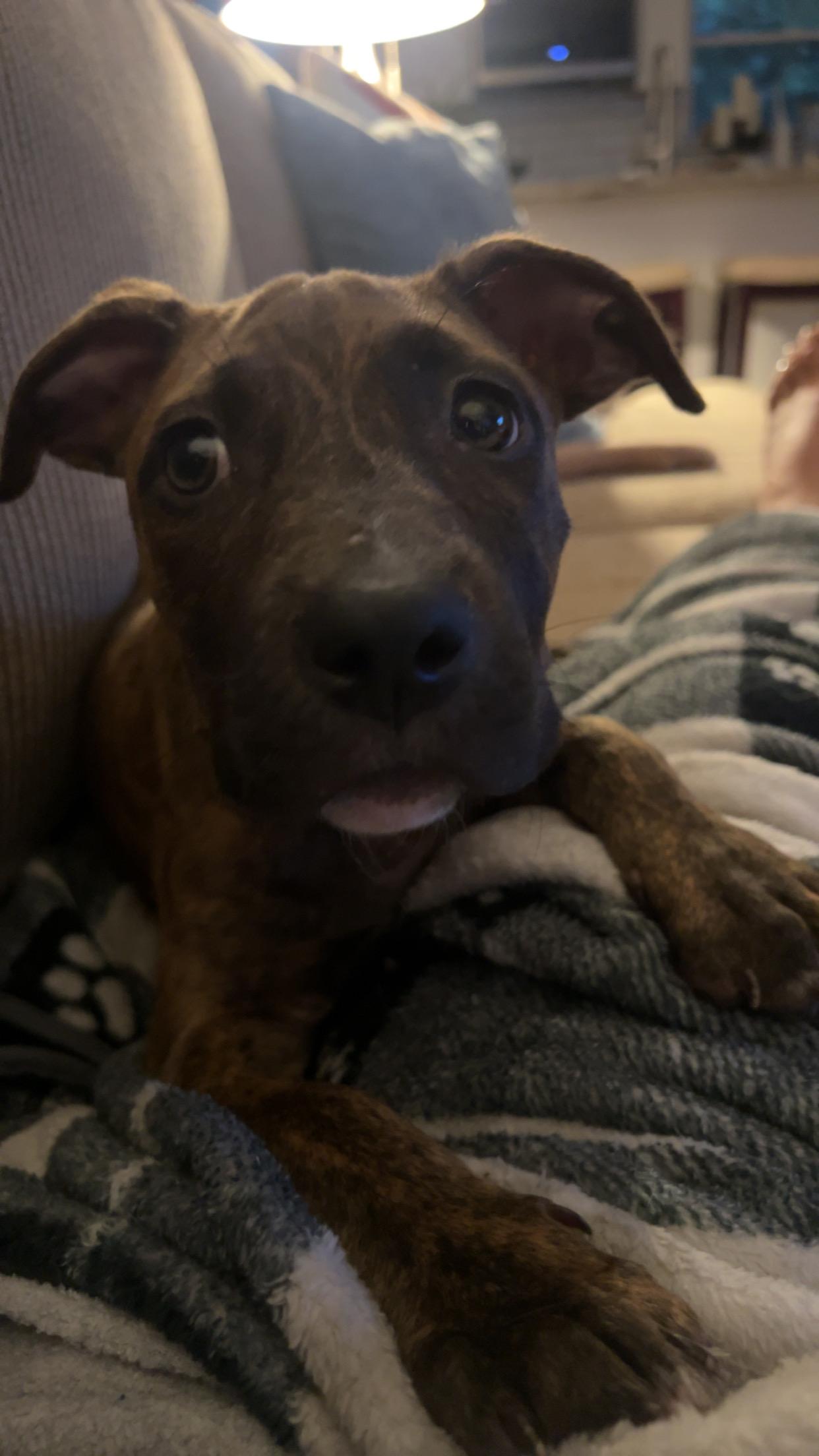 Enlarge Malala (Lala), an adopted mixed breed in Youngstown, OH image 4/5