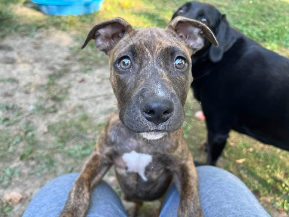 Malala (Lala), adopted, Puppy Female Pit Bull Terrier.