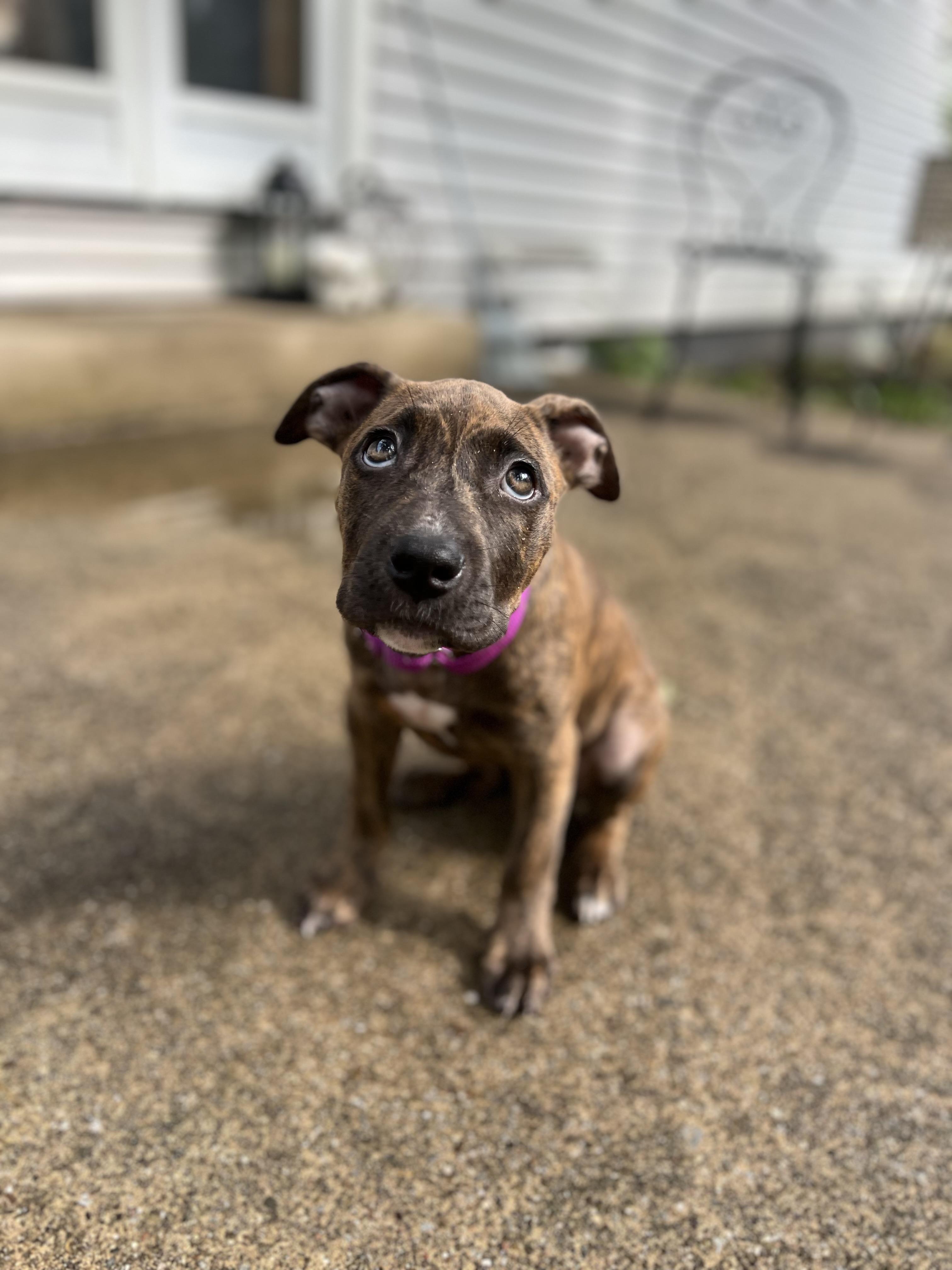 Enlarge Malala (Lala), an adopted mixed breed in Youngstown, OH image 3/5