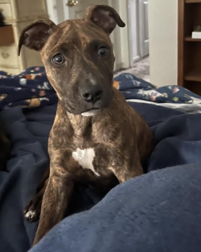 Enlarge Malala (Lala), an adopted mixed breed in Youngstown, OH image 5/5