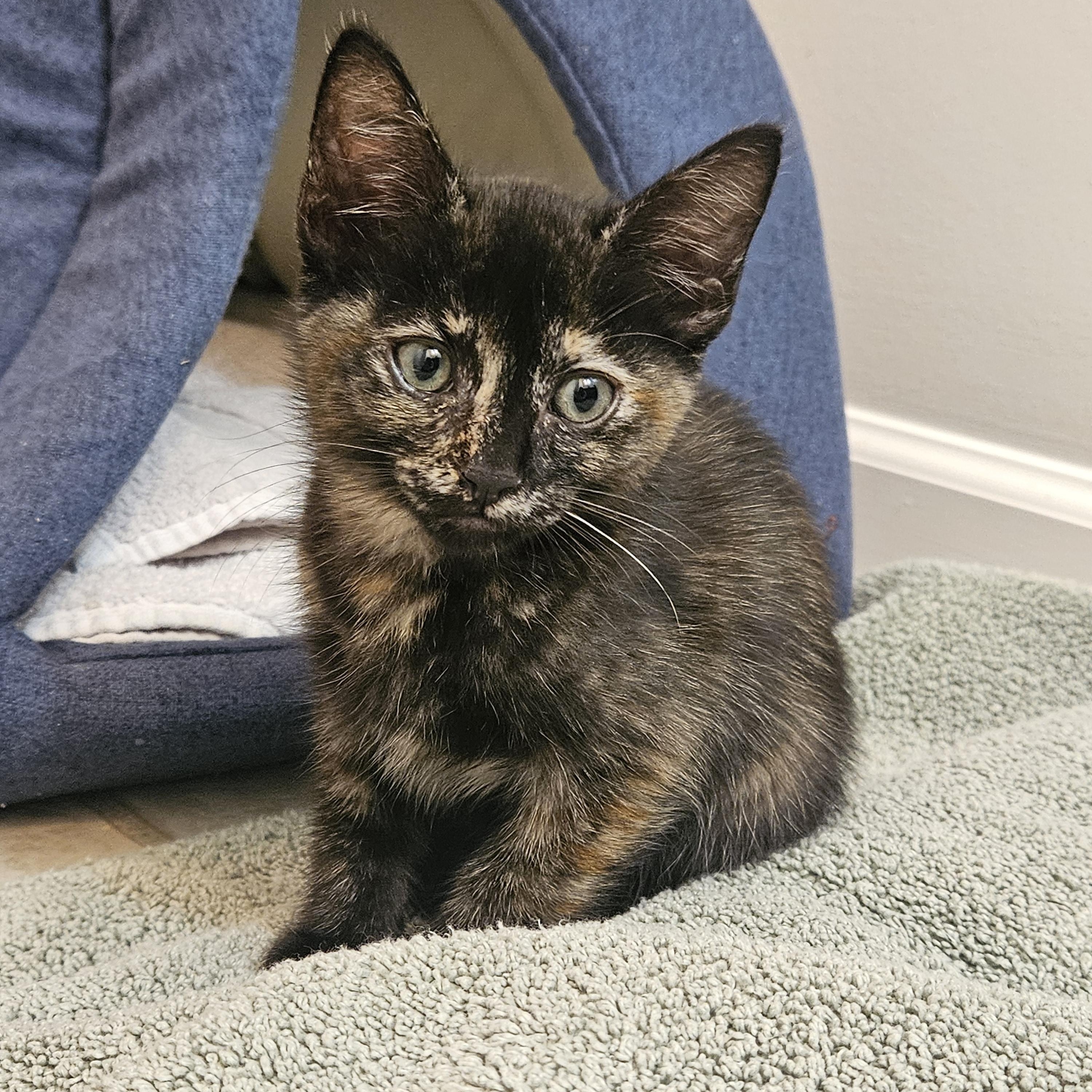 Mary Read, a Adoptable Domestic Short Hair in Bethel, CT image 2/5