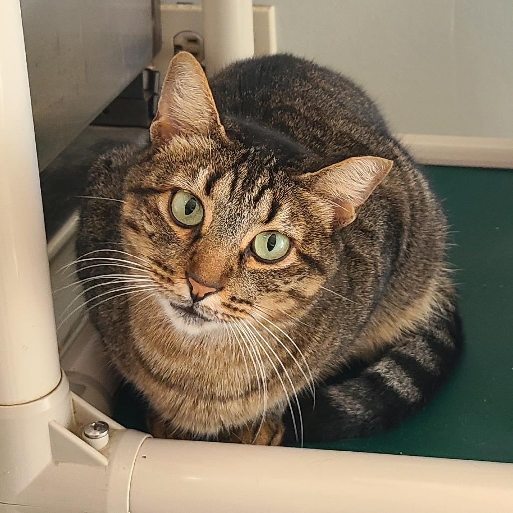 Enlarge Willow Houston, a Adoptable Domestic Short Hair in Denver, CO image 1/6