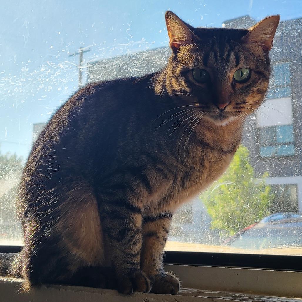 Enlarge Willow Houston, a Adoptable Domestic Short Hair in Denver, CO image 2/6