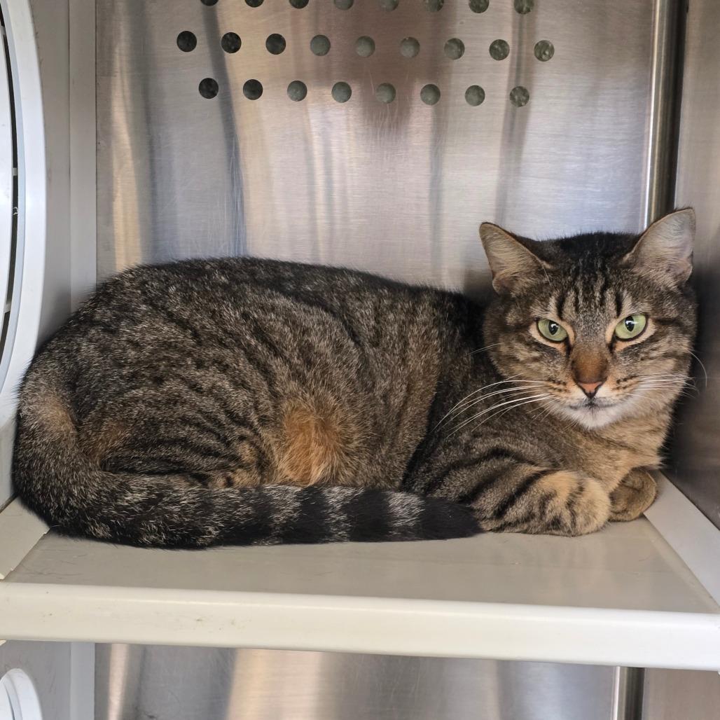 Enlarge Willow Houston, a Adoptable Domestic Short Hair in Denver, CO image 3/6