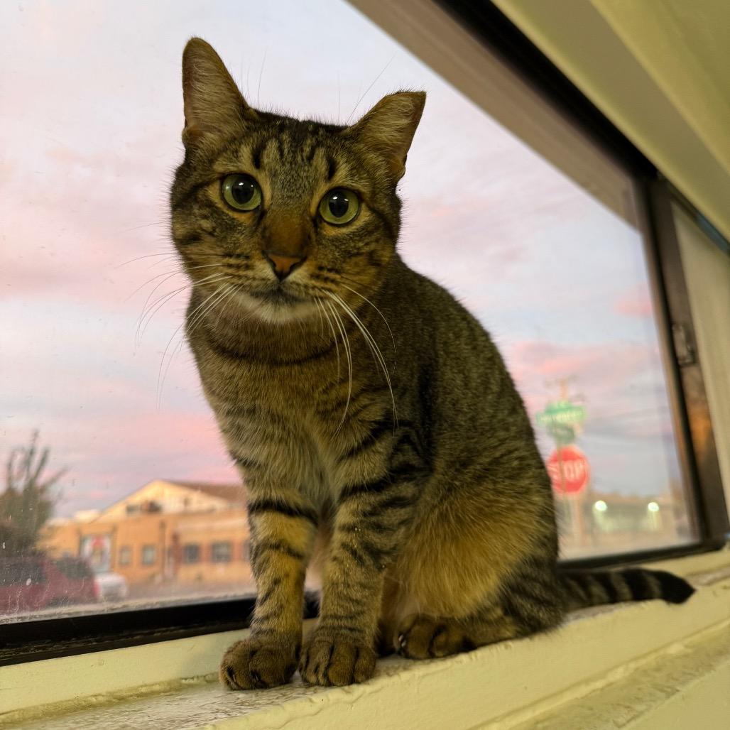 Enlarge Willow Houston, a Adoptable Domestic Short Hair in Denver, CO image 5/6