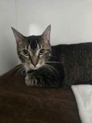 Enlarge Ella (Pounce Cat Cafe), a Adoptable mixed breed in Savannah, GA image 1/3
