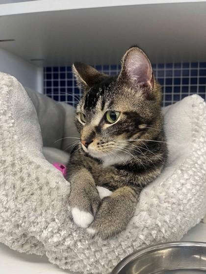 Enlarge Ella (Pounce Cat Cafe), a Adoptable mixed breed in Savannah, GA image 2/3
