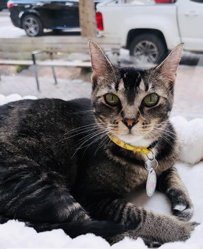 Enlarge Ella (Pounce Cat Cafe), a Adoptable mixed breed in Savannah, GA image 3/3