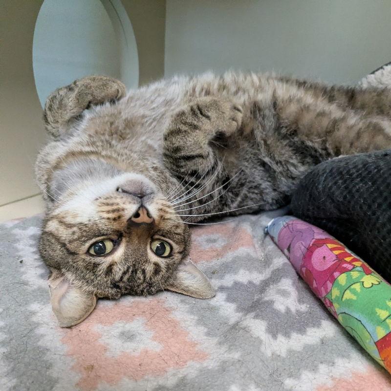 Gerald, a Adoptable Tabby in Ocala, FL image 1/3