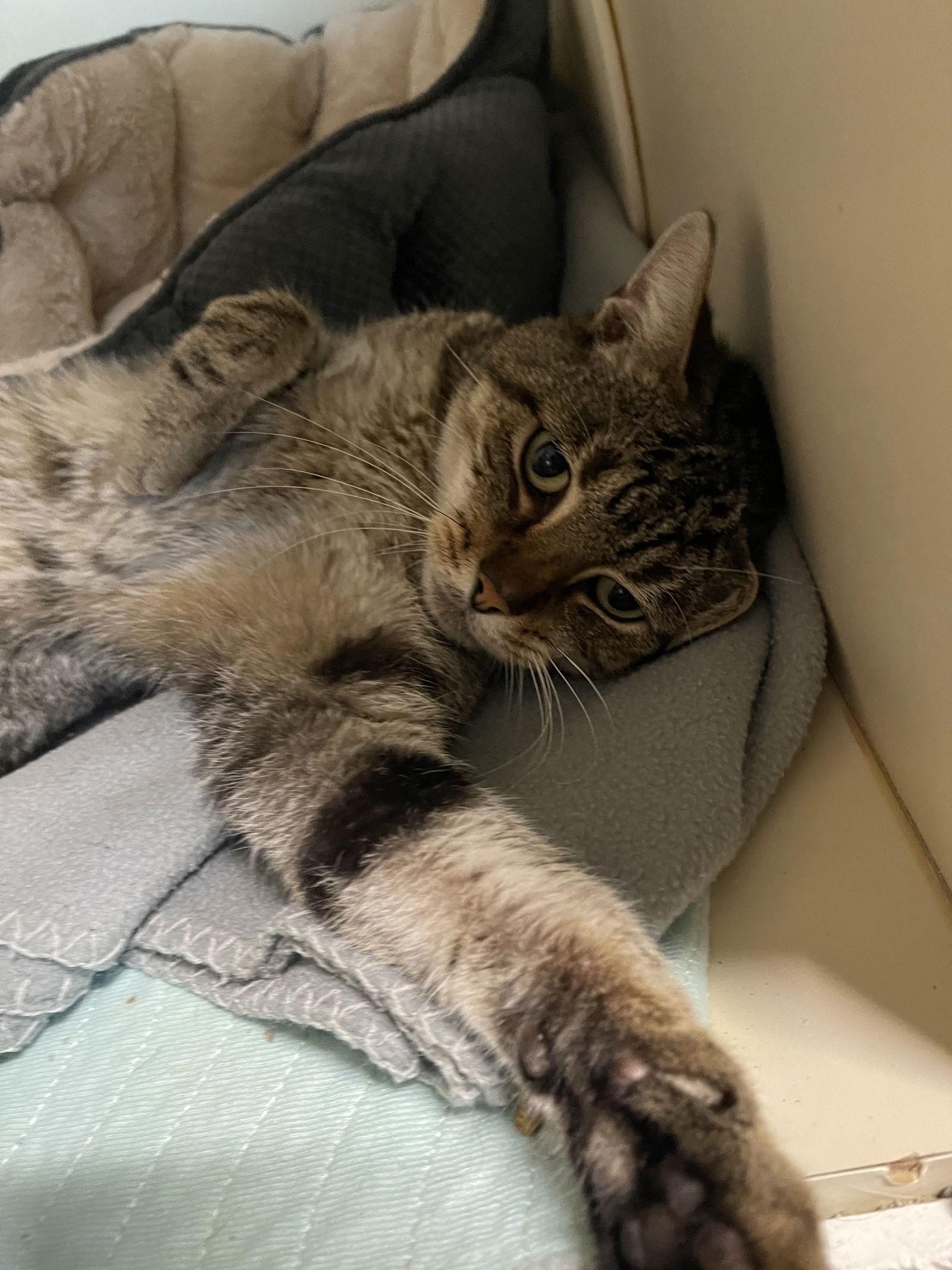 Gerald, a Adoptable Tabby in Ocala, FL image 2/3