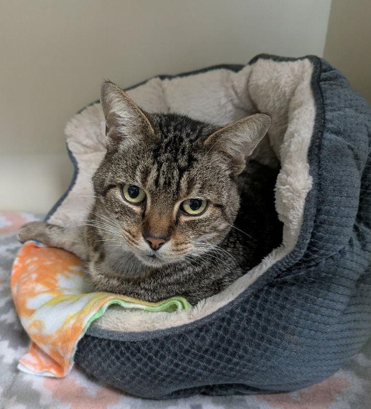 Gerald, a Adoptable Tabby in Ocala, FL image 3/3